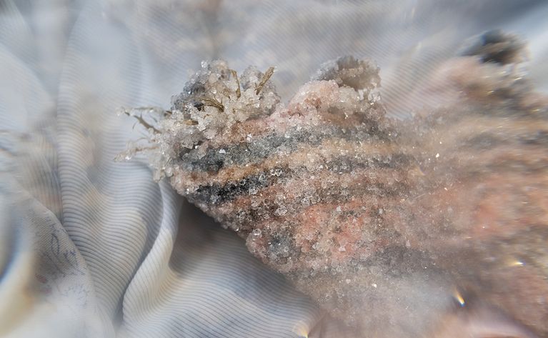 NOUSHIN_crystals_FotoEOkazaki_EO225398_