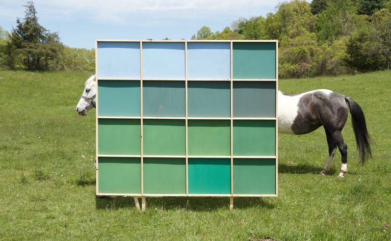 MarkusGuschelbauer_thehorse.jpg